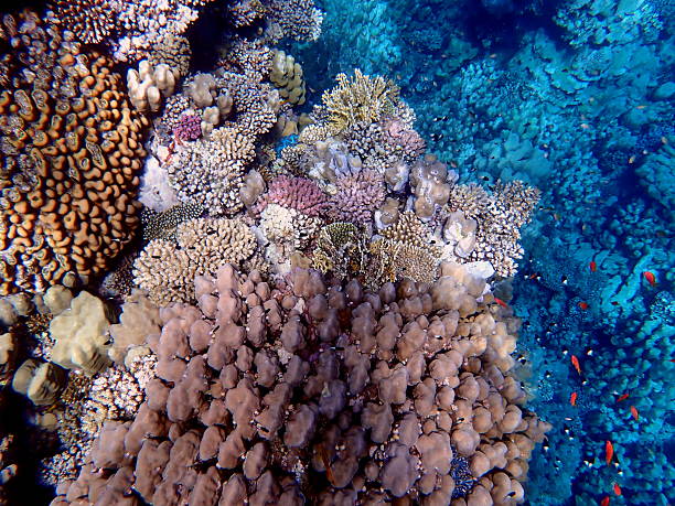 istock red sea snorkeling 2243827034