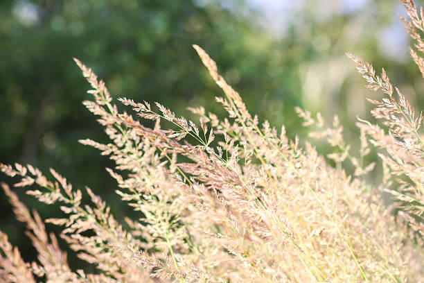 istock Calamagrostis arundinacea plant. 2243827159