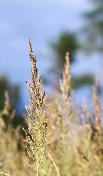 istock Calamagrostis arundinacea plant. 2243827319