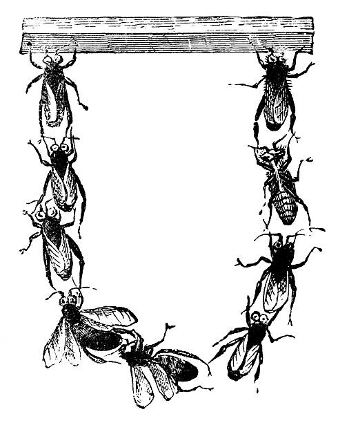 Worker bee insects. Vintage etching circa 19th century.