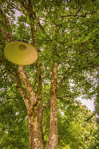 istock Low-angle view of a modern lamp hanging from a large tree. 2243827740