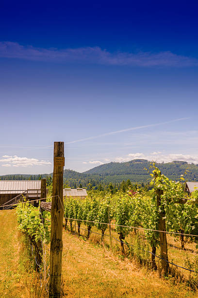 istock Vertical view of a rural vineyard with a deep blue sky. 2243827802