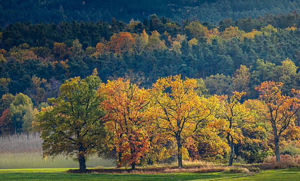istock Autumn trees on meadow illuminated by the sun with forest. Czech landscape 2243827941