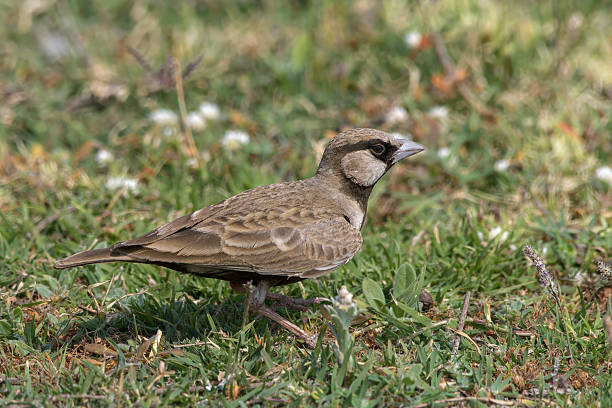 istock Ashy-crowned sparrow lark on grass at Bhigwan in Maharashtra, India 2243828901