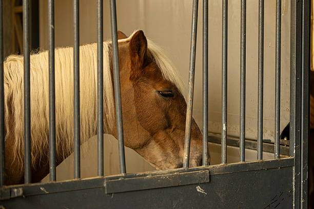 Horses Resting and Grazing at a Country Ranch