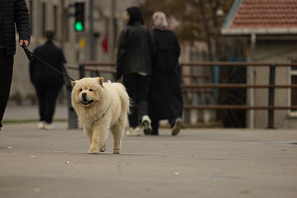 cute chow chow dog on the road