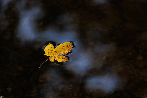 istock a maple yellow leaf on the black water, autumn background image 2243831220