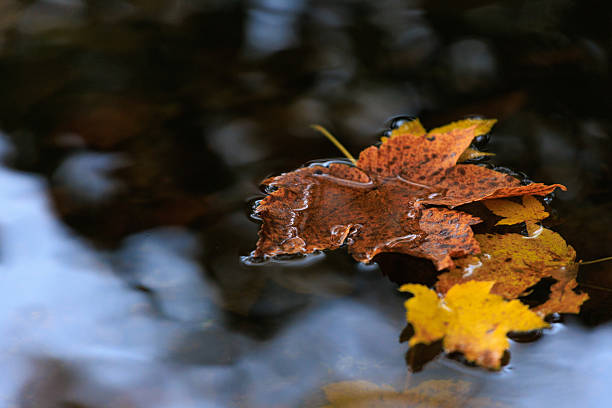 istock maple yellow leaves on the dark water, autumn background image 2243831221