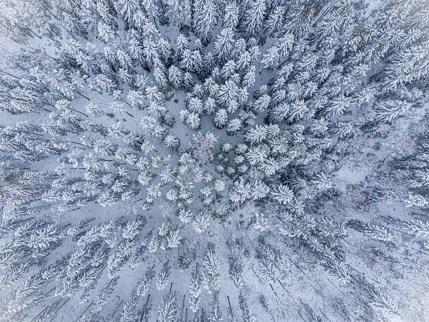 istock Aerial view of snowy pine trees 2243831301