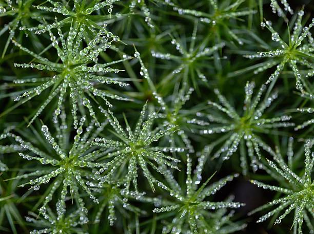 istock comprehensive imagery capturing detailed patterns and moisture on moss surfaces for academic 2243832058