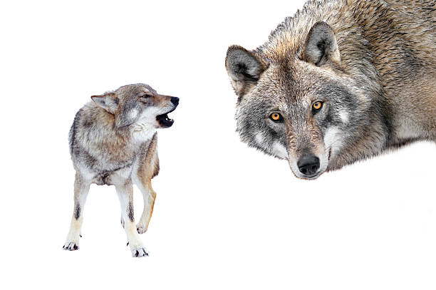 istock Gray wolf portrait isolated on white background 2243833263