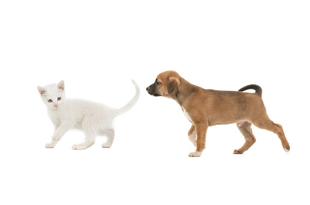 Running white kitten and puppy isolated on a white background.