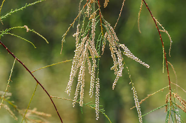 Tamarix chinensis is a deciduous small tree of the Tamaricaceae family, native to China and found in coastal and river areas of Korea. It has slender drooping branches, scale-like leaves, and pink flowers blooming from April to October. Photographed in Korea.