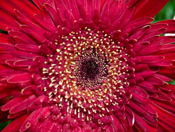 bright flower with energetic display, radiant red gerbera showcasing pollen and vibrant petal