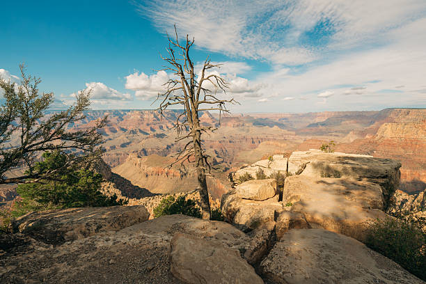 A leafless tree stands near a rocky ledge overlooking the Grand Canyon under a clear sky.