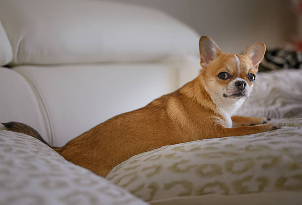 istock A small brown and white dog is laying on a bed 2243834258