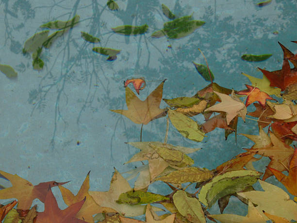 Autumn Leaves Floating in Pool Water
