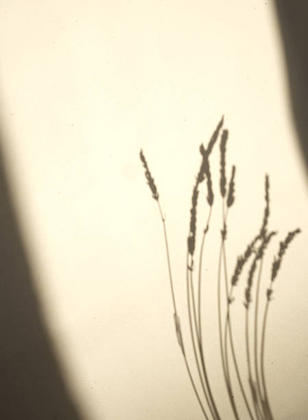 istock Shadows of delicate lavender cast on a light wall creating an artistic display in soft tones 2243837360