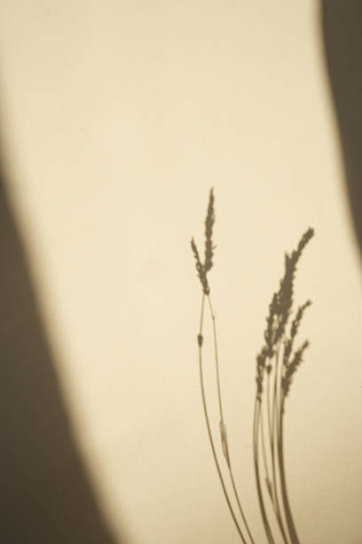 istock Delicate shadows of lavender against a warm wall during golden hour light 2243837361