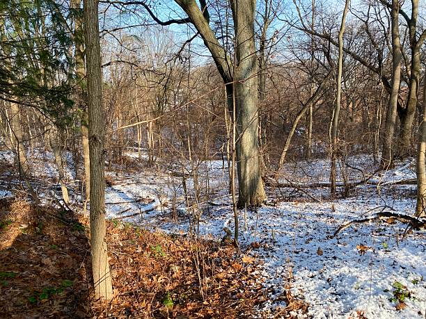 istock Winter nature scene with snow trees and lake view 2243839224
