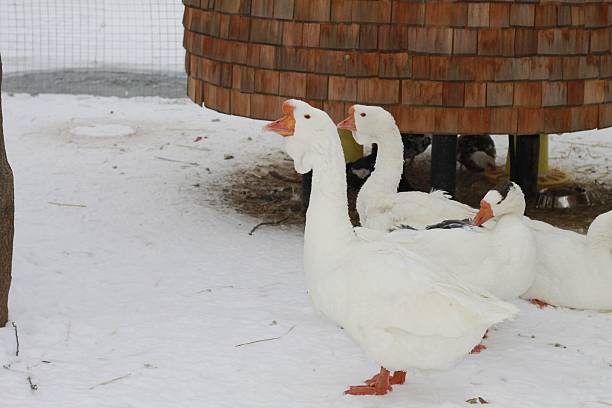 a group of geese playing in the snow