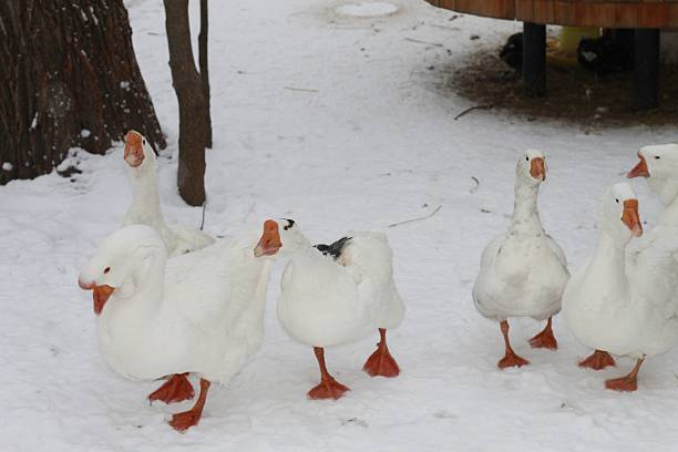 Winter day: group of different species walking on a frozen pond. ,Embden goose,barnacle goose,greylag goose,bar-headed goose.