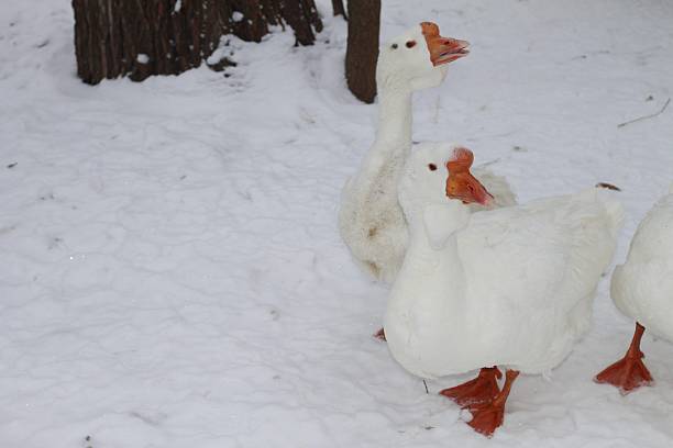 Two white domestic geese in the snow in the village behind the barn.