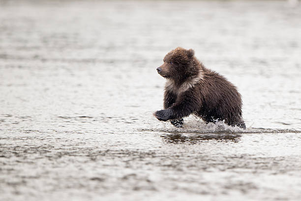 Distant view of one grizzly bear cub (Ursus arctos horribilis), looking off to it's side.  Background is deep bokeh.Taken in Denali National Park, Alaska, USA.