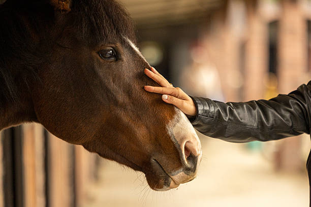 istock Woman loving horse 2243841379