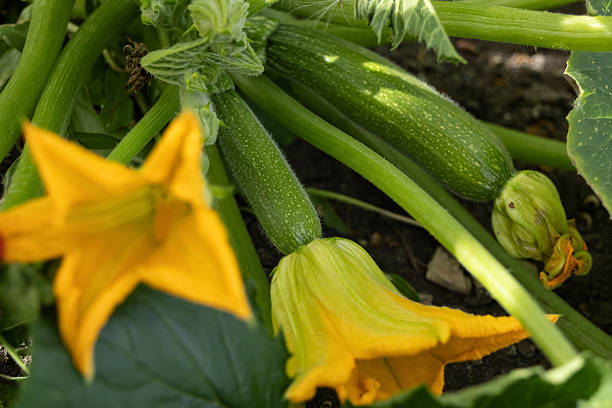 istock Zucchini plant with vegetables and bloom in green foliage. 2243841678