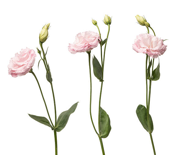 istock Pink eustoma flowers on a white isolated background 2243842232