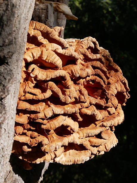 istock Laetiporus on the trunk of an old oak tree 2243844056