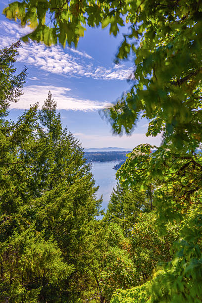 istock Vertical view of the Salish Sea framed by forest trees. 2243845706
