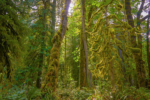 istock Sunlit mossy trees in a lush temperate rainforest 2243845838