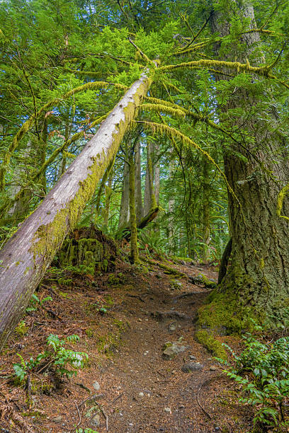 istock Hiking trail through a mossy forest in the Pacific Northwest 2243845923