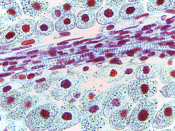 istock Microscopic Cross-Section of Arum Maculatum Anther Showing Pollen Sac 2243846710