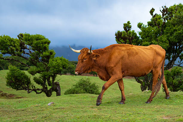 A lone cow walking peacefully among the ancient laurel trees of Fanal Forest, Madeira. Mist drifts through the moss-covered branches, creating a mystical and fairytale-like atmosphere in this unique and timeless landscape