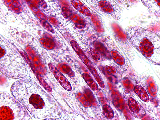 istock Microscopic Cross-Section of Arum Maculatum Anther Showing Pollen Sac 2243847446