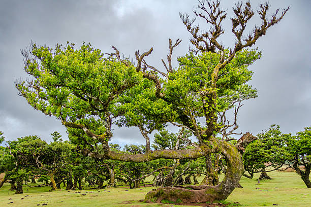 A solitary, ancient tree stands in the mystical Fanal Forest of Madeira, surrounded by soft light. The gnarled branches and lush green moss create an ethereal atmosphere in this timeless natural landscape