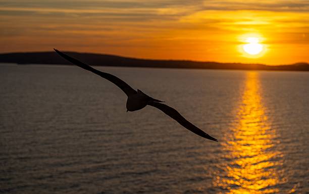 istock Bird silhouette at sunset over ocean. 2243847678