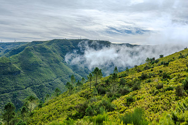 Dense green forest in the highlands of Madeira, where layers of mist drift gently through the trees. The scene captures the island’s mysterious and lush atmosphere, with vibrant vegetation and a cool, foggy ambiance