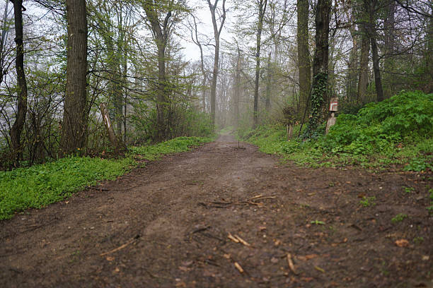 Muddy woodland trail winding through a misty forest on an overcast day.