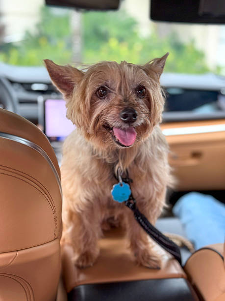 istock Yorkshire Terrier dog travelling in car 2243849183