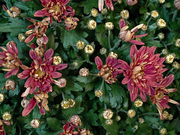 The ball-shaped chrysanthemums begin to bloom in the plant nursery.