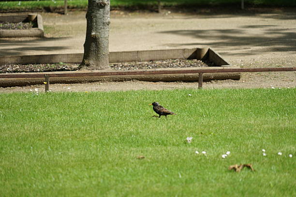 istock nature, litle bird, wildlife, birds seeing, forest 2243849221