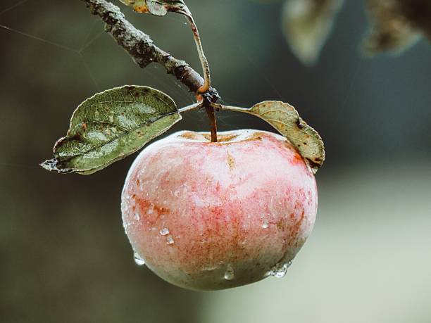 Close-up of a ripe apple with water droplets hanging from a branch, showcasing nature's beauty.