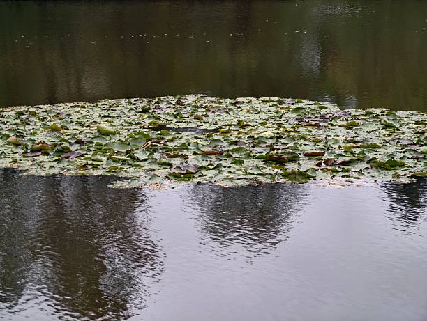 calm water reflected trees with ripples, silent marshland with lily pads and mirrored scenery