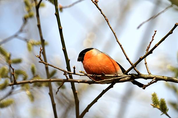 istock bird, goat, wildlife, nature, forest, squirrel 2243853192