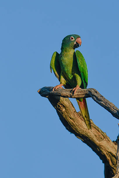 istock Burrowing Parrot in Calden Forest, La Pampa, Argentina 2243854104