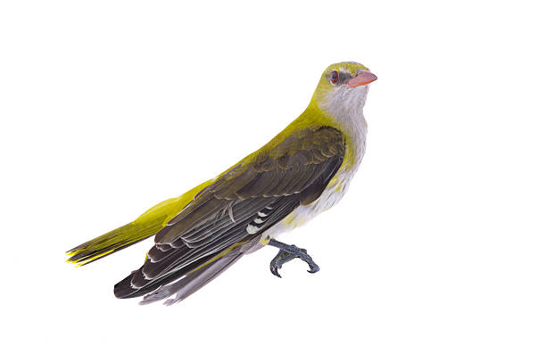 Young Eurasian Golden Oriole (Oriolus oriolus) isolated on a white background